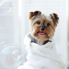Collection image for: Pet Grooming