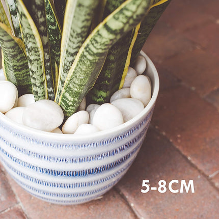 حصى صخور بيضاء من جالاشيلد بوزن 5 رطل