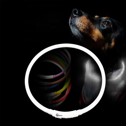 طوق كلب مضيء
