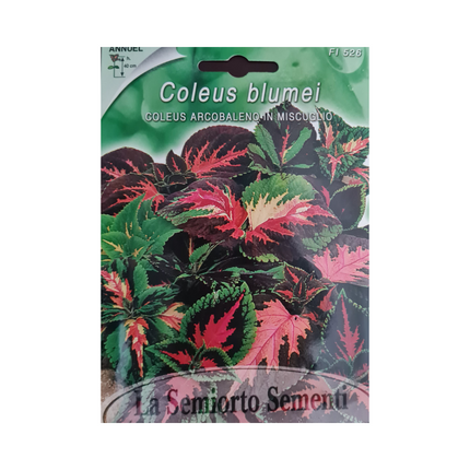 بذور كوليوس بلومي