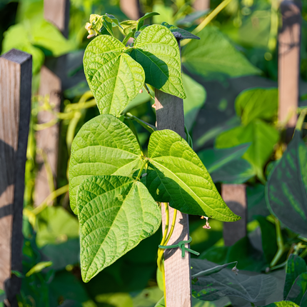 SOFT TWIST TIE  2.5MM*10M 