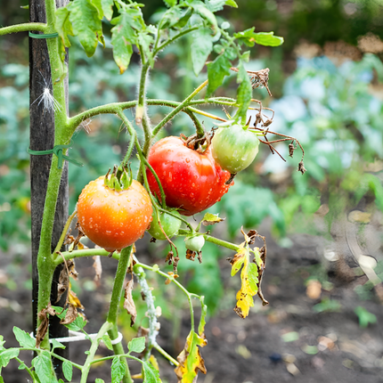 SOFT TWIST TIE  2.5MM*10M 