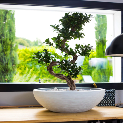 Aida Plant Bottle 14.9L 40*40*16.5cm 