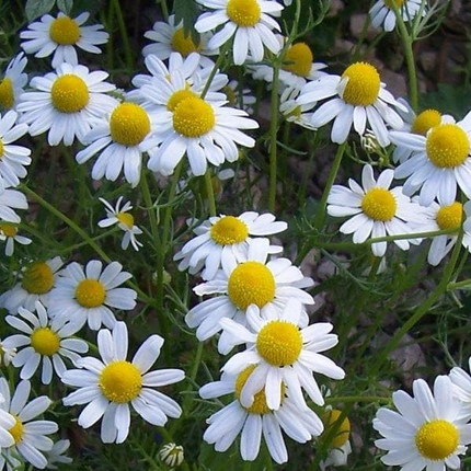 بذور البابونج