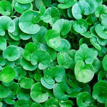 بذور ديكوندرا