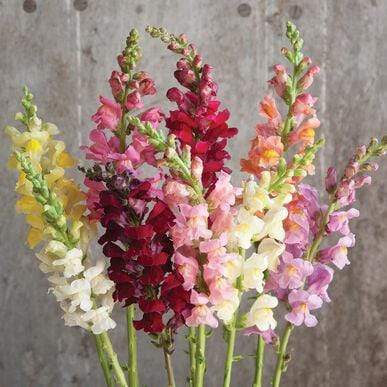 Garden Center Seeds Snapdragon Seeds