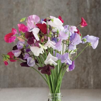 Garden Center Seeds Sweet Pea Seeds