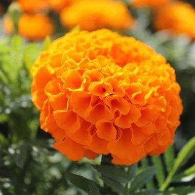 Garden Center Seeds Tall Marigold Seeds