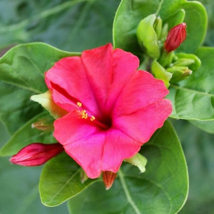 بذور زهرة بيرو