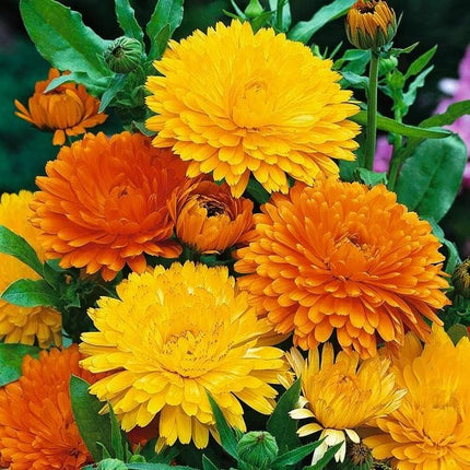 بذور القطيفة